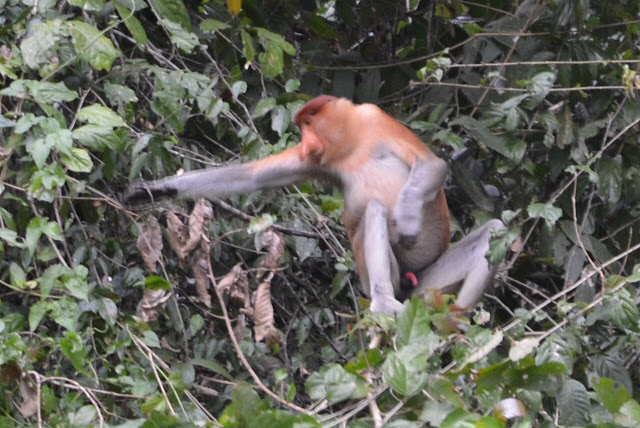 Proboscis Monkey